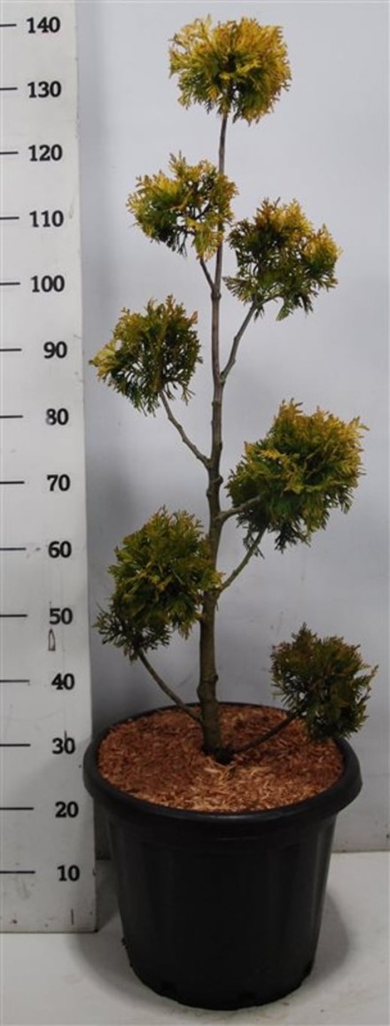 Thuja occ. 'Yellow Ribbon'