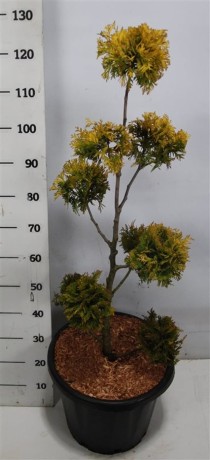 Thuja occ. 'Yellow Ribbon'