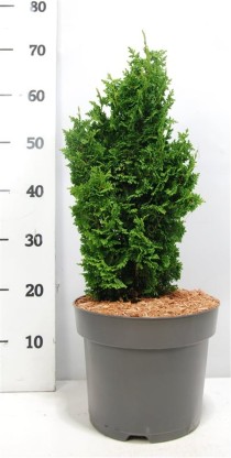 Thuja occ. 'Zmatlik'