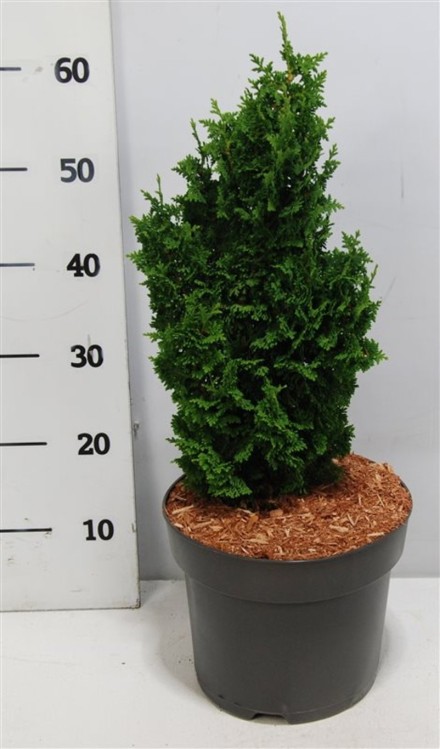 Thuja occ. 'Zmatlik'