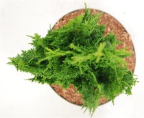 Thuja occ. 'Zmatlik'