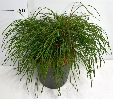 Thuja pl. 'Whipcord'