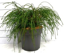 Thuja pl. 'Whipcord'