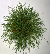 Thuja pl. 'Whipcord'