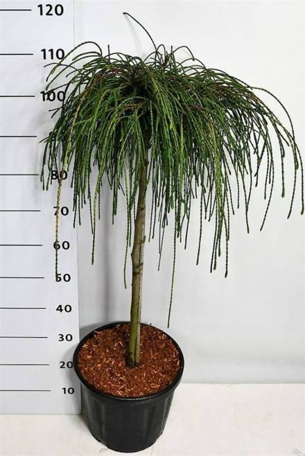 Thuja pl. 'Whipcord'