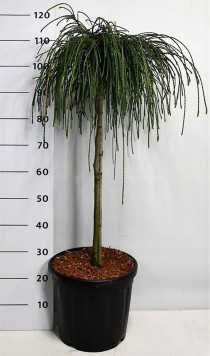 Thuja pl. 'Whipcord'