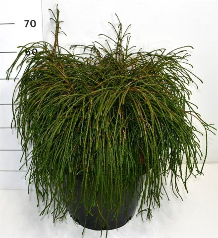 Thuja pl. 'Whipcord'