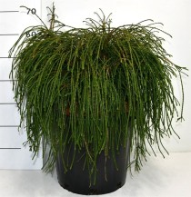 Thuja pl. 'Whipcord'