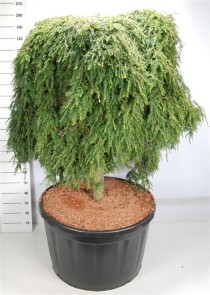 Tsuga can. 'Cole Prostrate'