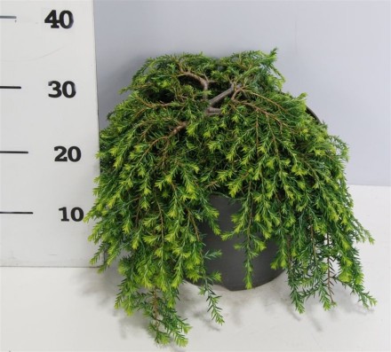 Tsuga can. 'Cole Prostrate'