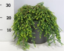 Tsuga can. 'Cole Prostrate'