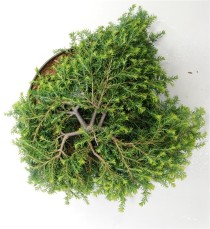 Tsuga can. 'Cole Prostrate'