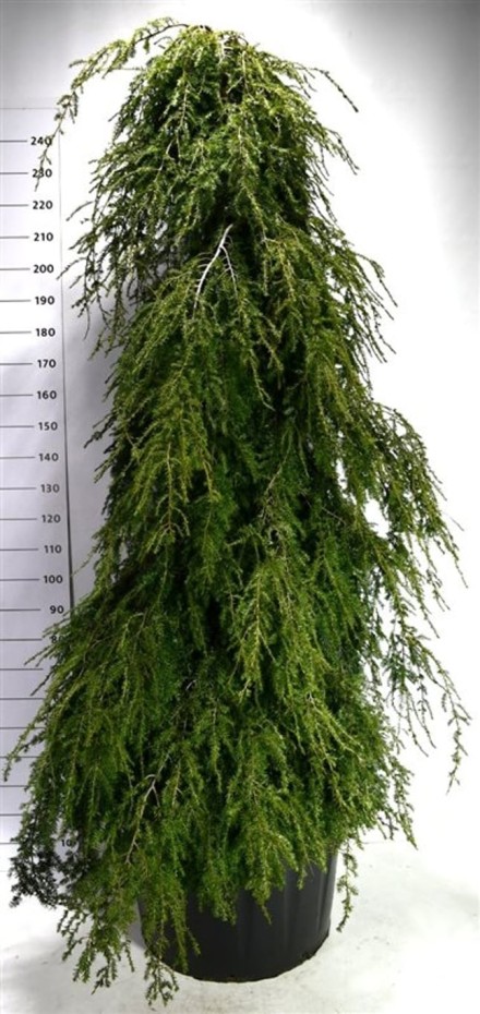 Tsuga can. 'Pendula'