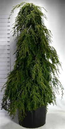 Tsuga can. 'Pendula'