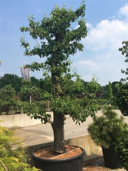 Pyrus c. 'Conference'