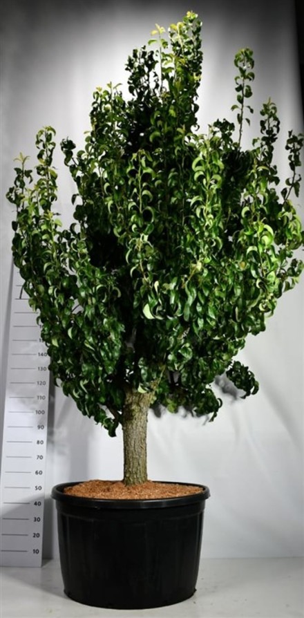 Pyrus c. 'Conference'