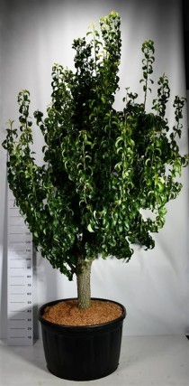 Pyrus c. 'Conference'