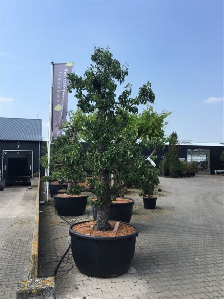 Pyrus c. 'Doyenné du Comice'