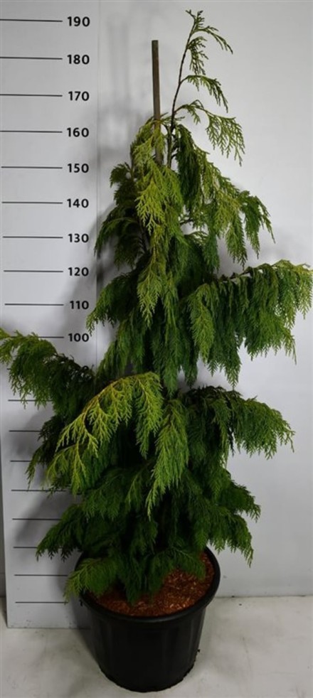 Chamaecyparis n. 'Pendula'