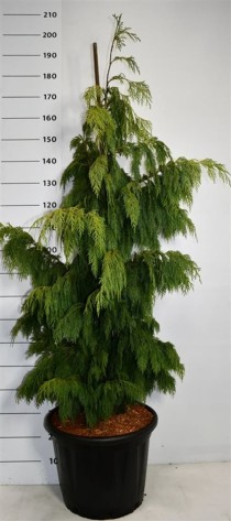 Chamaecyparis n. 'Pendula'