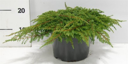 Juniperus comm. 'Green Carpet'