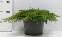 Juniperus comm. 'Green Carpet'