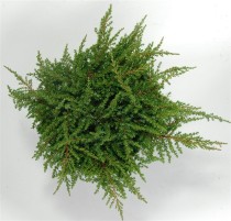 Juniperus comm. 'Green Carpet'