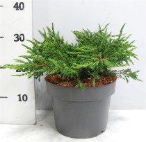 Juniperus comm. 'Repanda'