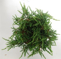 Juniperus comm. 'Repanda'