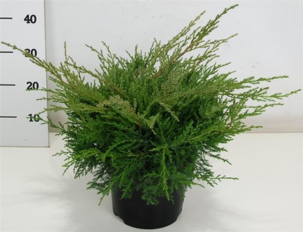Juniperus pf. 'PfitzerianaCompacta'
