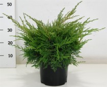 Juniperus pf. 'PfitzerianaCompacta'