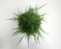 Juniperus pf. 'PfitzerianaCompacta'