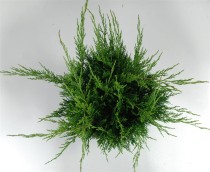 Juniperus pfitzeriana 'Mint Julep'