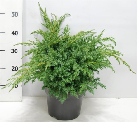 Juniperus squamata 'Blue Swede'