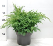 Juniperus squamata 'Blue Swede'