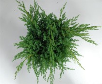 Juniperus squamata 'Blue Swede'