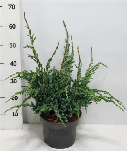 Juniperus squamata 'Meyeri'