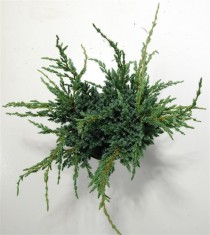 Juniperus squamata 'Meyeri'