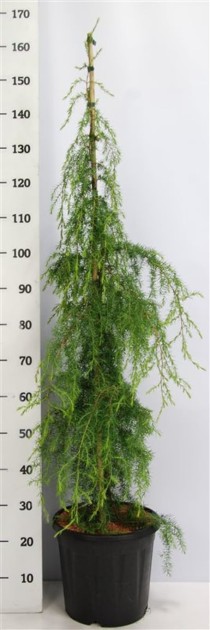 Juniperus comm. 'Horstmann'