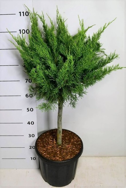 Juniperus pfitzeriana 'Mint Julep'