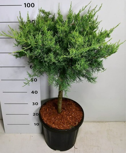 Juniperus virg. 'Grey Owl'
