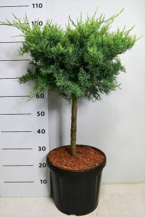 Juniperus virg. 'Grey Owl'