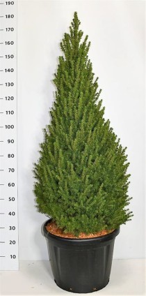 Picea gl. 'Perfecta'