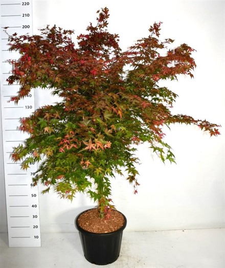 Acer pal. 'Beni-maiko'