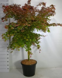 Acer pal. 'Beni-maiko'