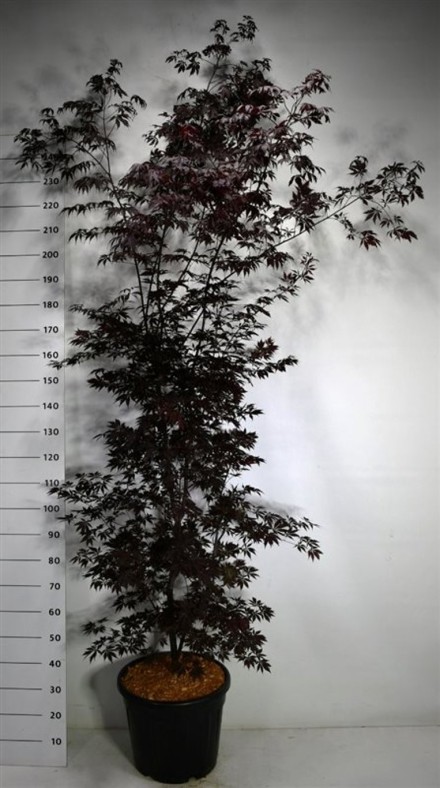 Acer pal.'Black Lace'