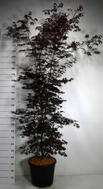 Acer pal.'Black Lace'