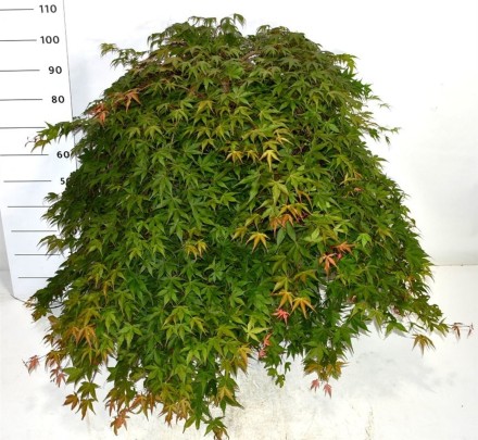 Acer pal. 'Cascade Ruby'