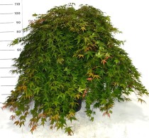 Acer pal. 'Cascade Ruby'