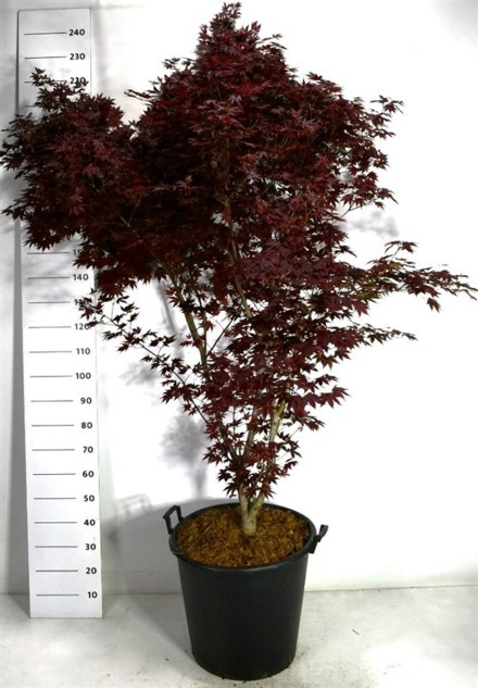 Acer pal. 'Fireglow'